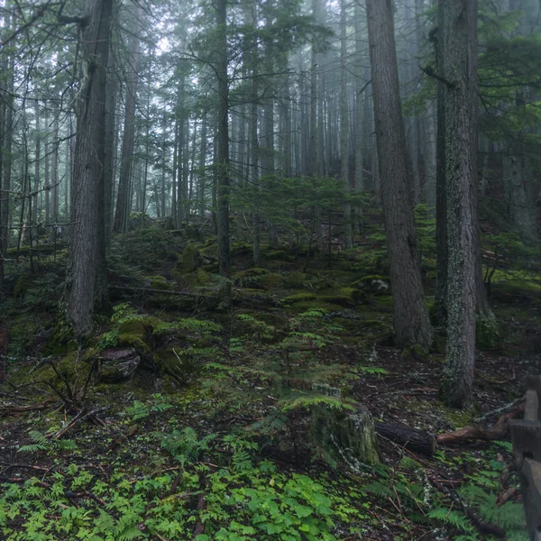 Sisli kuzeybatı orman — Stok fotoğraf
