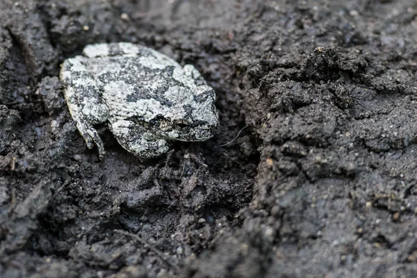 Grenouille des arbres gris assis dans une impression de démarrage — Photo