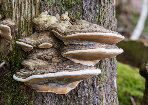 Large Fungus Grows Off Side of Tree Trunk — Stock Photo, Image