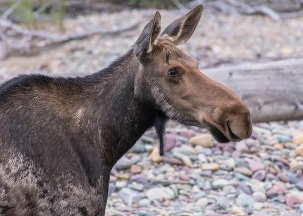 Älg ser rätt med uppmärksamma öron — Stockfoto