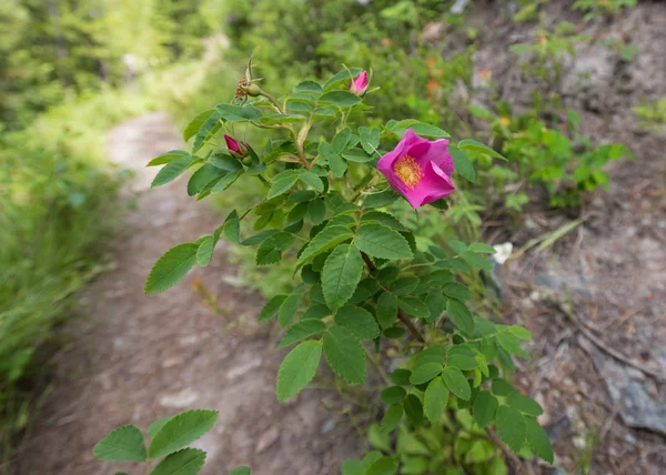 Φραγκόσυκα άγριο τριαντάφυλλο κατά μήκος μονοπατιού — Φωτογραφία Αρχείου