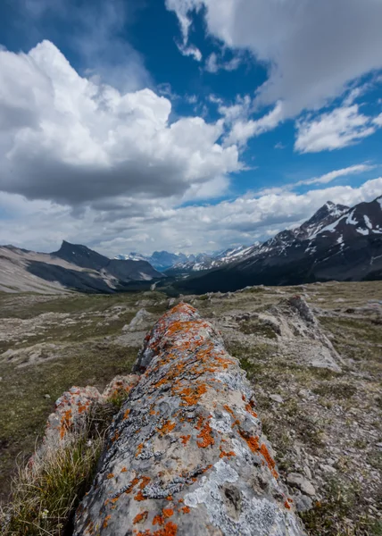 Oranžové lišejník zahrnuty Rock Fin Wilcox Pass — Stock fotografie