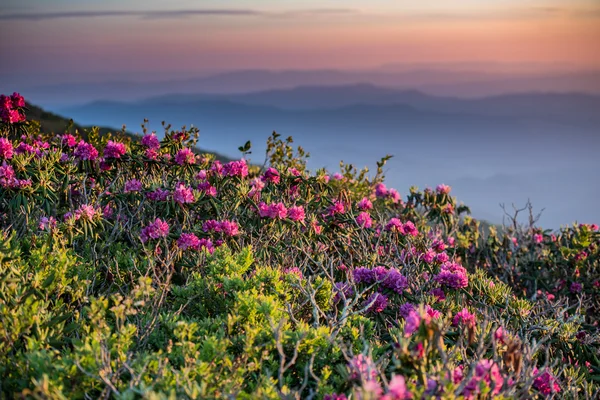 Rhododendron reflektiert das Morgenlicht — Stockfoto