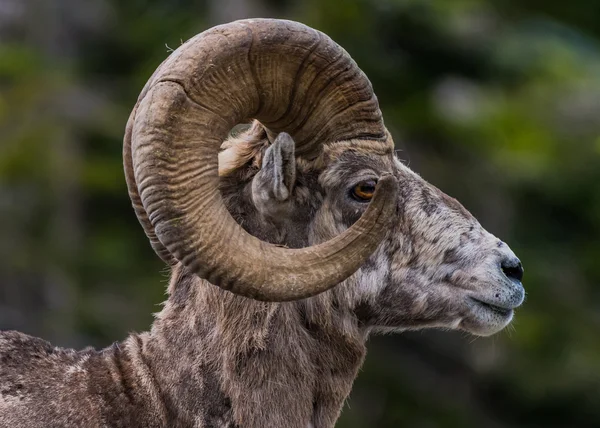 Großes Horn Schafe Seitenansicht nach rechts — Stockfoto
