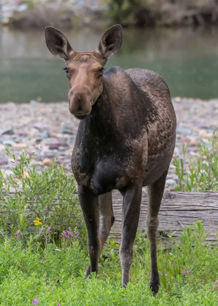 Female Moose Stands in Green Brush — Stock Photo, Image