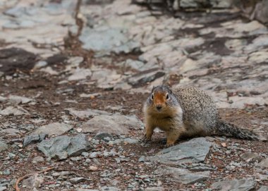 Zemin sincap kopya alanı sol ile