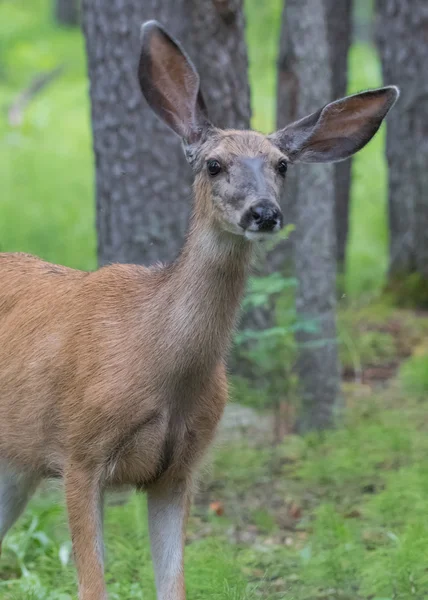 Mule Deer med SNISKAN öron — Stockfoto