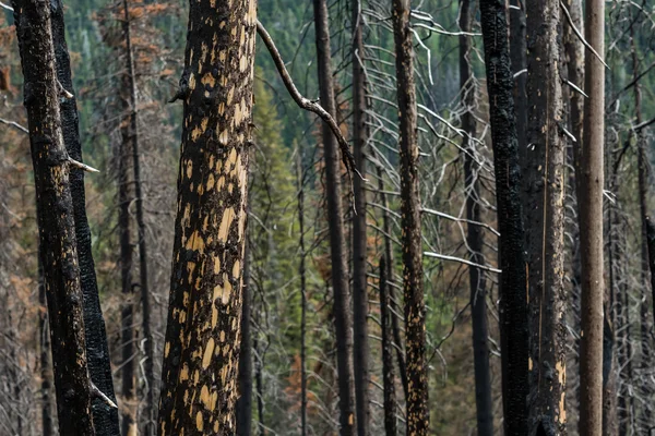 Folgen von Waldbränden — Stockfoto