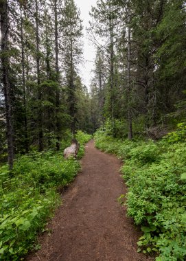 Montana'da geniş iz