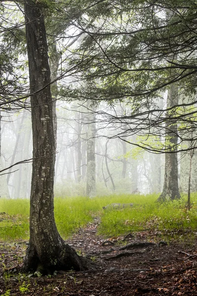 Niebla en el bosque a principios de verano Vertical — Foto de Stock