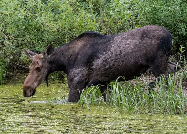 Ženské Moose nápoje z řas které voda — Stock fotografie