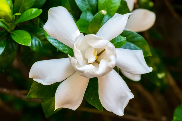 Gardenia Bloom rechtdoor — Stockfoto
