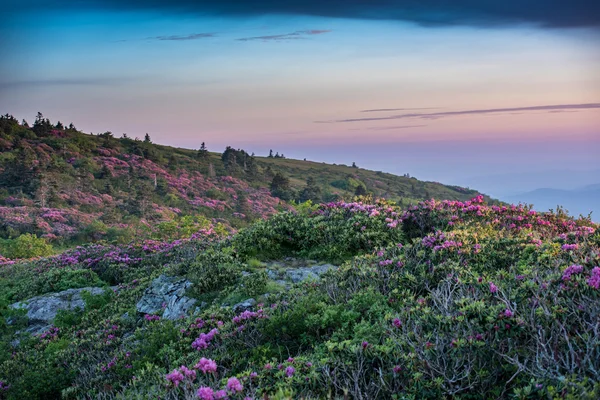 Grassy Ridge cubierto en Rhododendron al atardecer —  Fotos de Stock