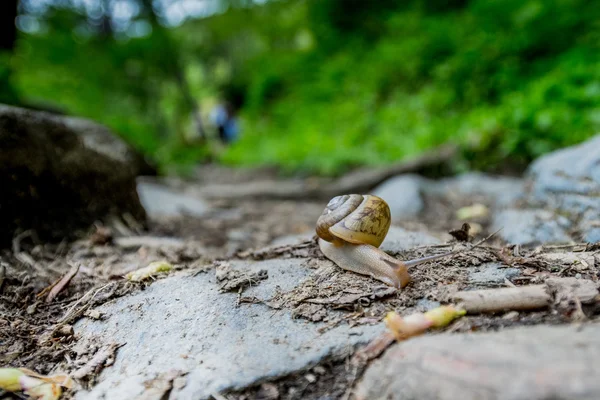 Shell de caracol na trilha de caminhadas — Fotografia de Stock