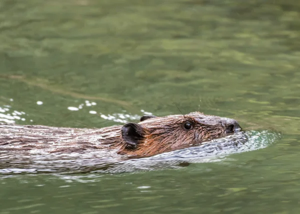 Bever zwemmen in rivier — Stockfoto