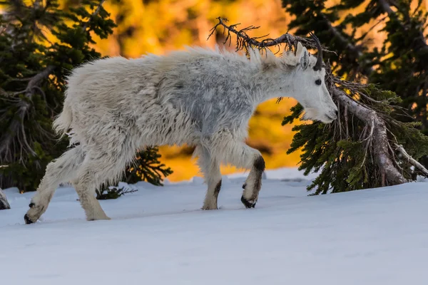 若い山ヤギは雪の中を歩く — ストック写真