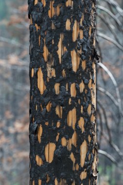 Orman Yangın sırasında Yakılan ağaç yakın çekim