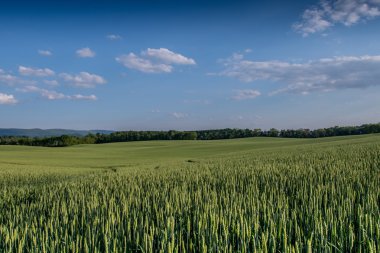 Kırsal alandaki yeşil buğday
