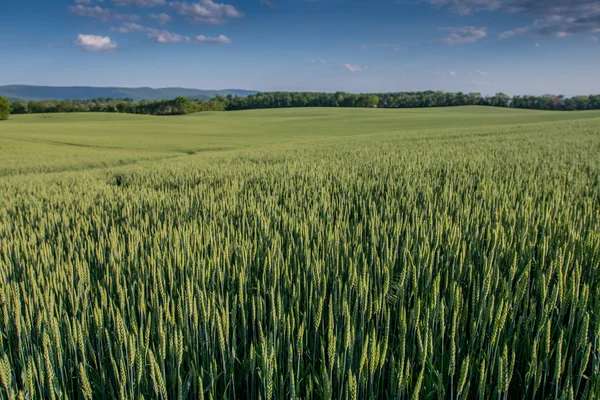Dávejte si pozor přes zelené pšeničné pole — Stock fotografie