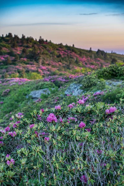 Rhododendron en Grassy Ridge Vertical — Foto de Stock
