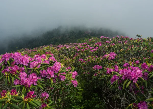 Trilha corta através do mar de Rhododendron — Fotografia de Stock