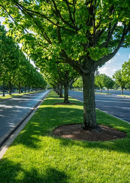 Trees Lining the Road at Keeneland — Stock Photo, Image