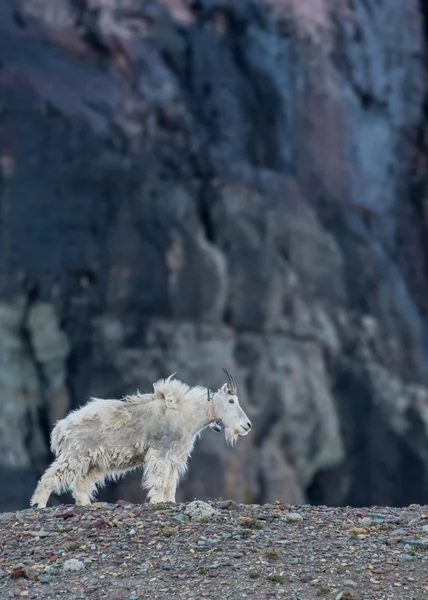 Yaka standları izleme ile yetişkin dağ keçisi — Stok fotoğraf