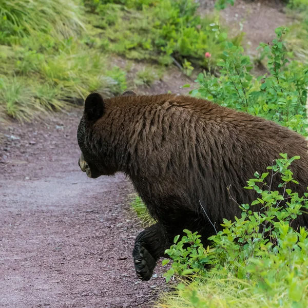 Ours noir regarder vers le bas piste — Photo