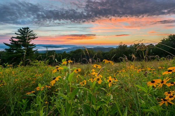 Black Eyed Susan Flores ao pôr do sol — Fotografia de Stock