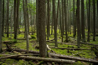 Yazın Dağınık Ormanda Yeşil Yosun Halısı