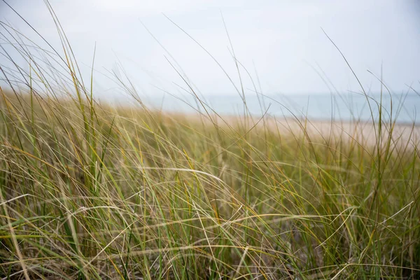 Erbe Verdi Lago Michigan Indiana Dunes — Foto Stock