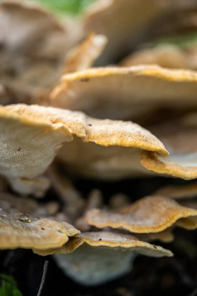 Couches Champignons Qui Poussent Épais Sur Écorce Des Arbres — Photo