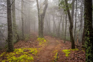 Yosunlu Halı Hatları Dumanlarda Sisli Yol