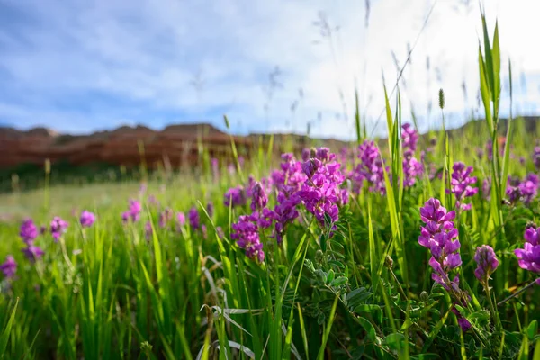 Yazın Wyoming Mor Kır Çiçekleri — Stok fotoğraf