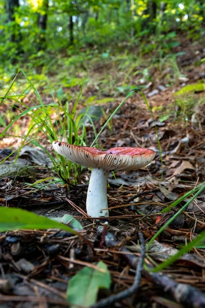 Rode Champignons Dennennaalden Het Bos — Stockfoto