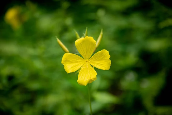 Singolo Fiore Giallo Centrato Sullo Sfondo Verde Sfocato — Foto Stock