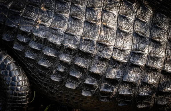 Texture Alligator Back Scales Close — Stock Photo, Image