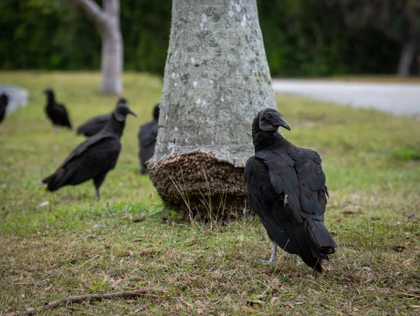 Sępy Podstawy Palmy Everglades — Zdjęcie stockowe