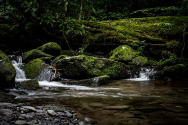 Dereler yosunlu kayaların üzerine yuvarlanıyor ve Smokies 'de ağaç kesiliyor.