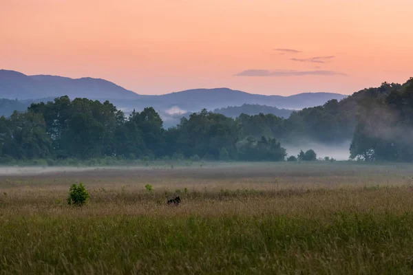 Bear Frolics Het Gebied Van Cades Cove Bij Zonsondergang — Stockfoto