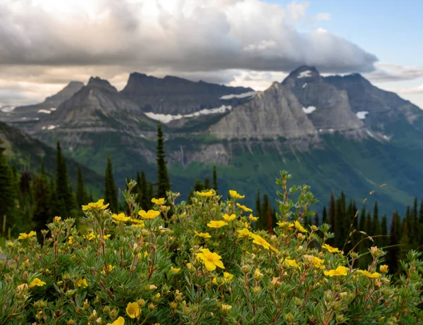Κίτρινα Αγριολούλουδα Μπροστά Από Βουνά Της Μοντάνα Καλοκαίρι — Φωτογραφία Αρχείου