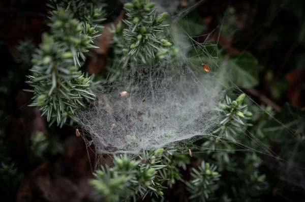 松树上的露珠滴落至蜘蛛网 — 图库照片