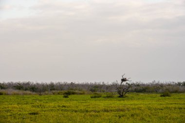 Everglades 'teki Pickleweed' de Büyük Yuva Çayırın Üzerinde Duruyor