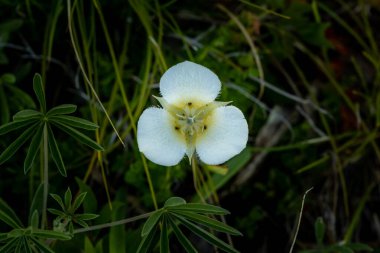 Mariposa 'nın kır çiçeklerine bakıyorum.