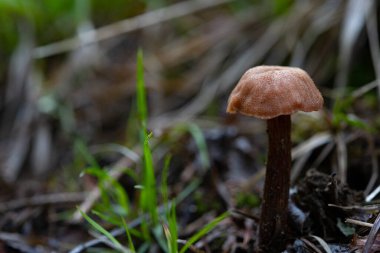 Orman zemininde kopyalama alanı olan mantar.