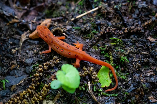 Regarder Vers Bas Sur Red Spotted Newt Sur Sentier Boueux — Photo