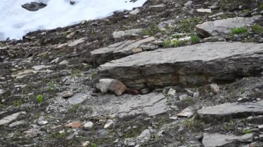 Dağ sıçanı Rocky Cliff 'in etrafında emekliyor
