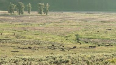 Zaman Hızı Yellowstone Lamar Bison
