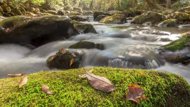 Time Lapse Smokies Tremont Creek Jesienią — Wideo stockowe