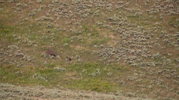 Távoli Grizzly Medvék Találkoznak Domboldalon Yellowstone Ban — Stock videók